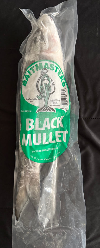 Frozen Mullet