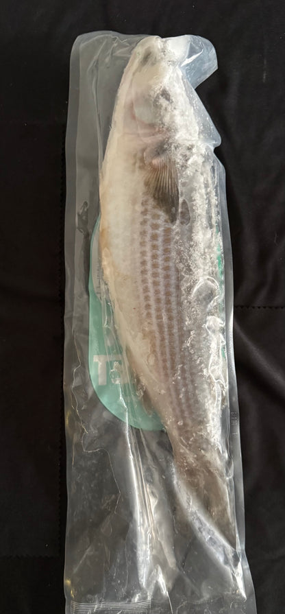 Frozen Mullet