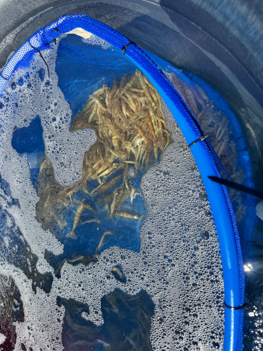 Live Shrimp - Regular Assorted Sizes
